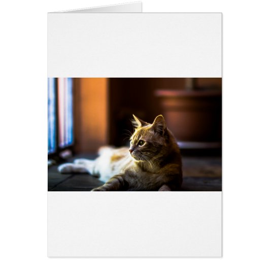 Beautiful Golden Kitty Cat Cards (Front)
