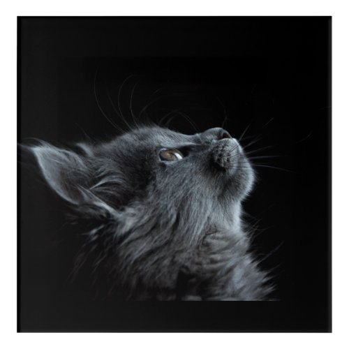 Beautiful gray cat looking up acrylic print