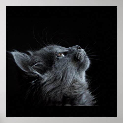 Beautiful gray cat looking up poster