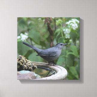 Beautiful Gray Catbird Wrapped Panel Canvas Print