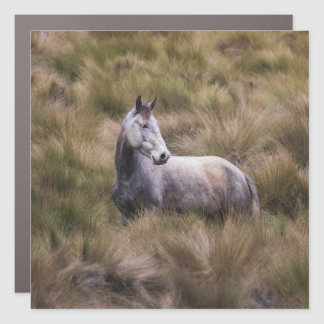 Beautiful Gray Colored Horse Car Magnet