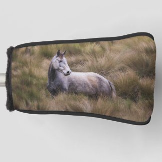 Beautiful Gray Colored Horse