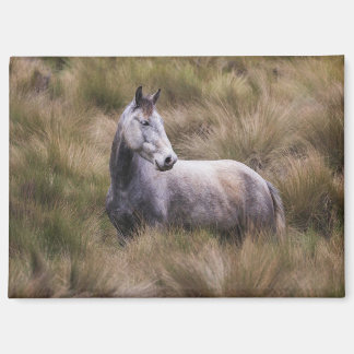 Beautiful Gray Colored Horse Magnet