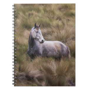 Beautiful Gray Colored Horse Notebook