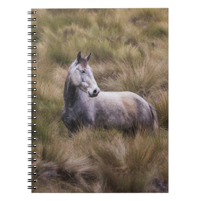 Beautiful Gray Colored Horse Notebook (Front)