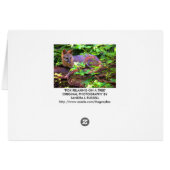 Beautiful Gray Fox Cards (Back Horizontal)