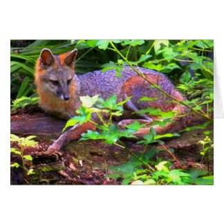 Beautiful Gray Fox Cards