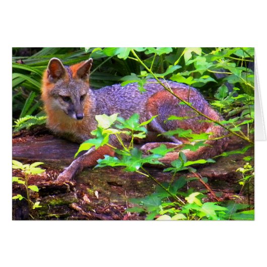Beautiful Gray Fox Cards (Front Horizontal)