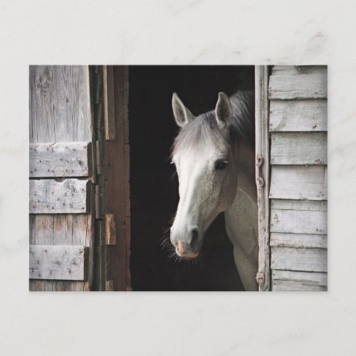 Beautiful Gray Mare Horse Postcard