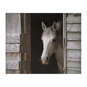 Beautiful Gray Mare & Rustic Barn Acrylic Print