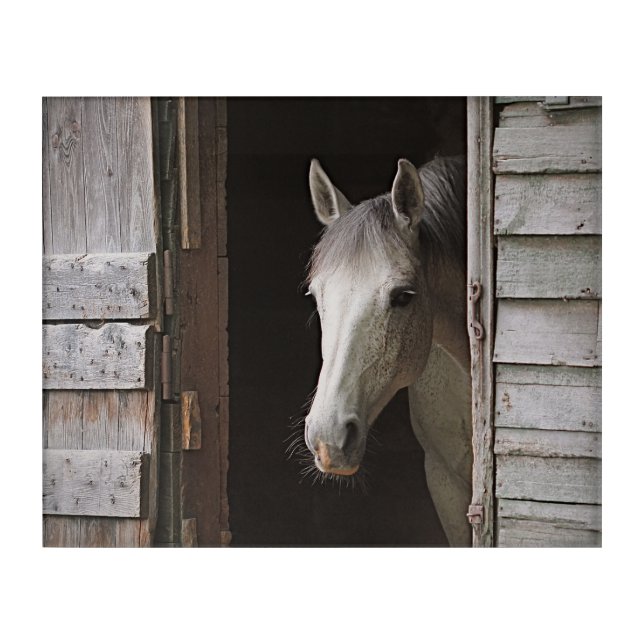 Beautiful Gray Mare & Rustic Barn Acrylic Print (Front)