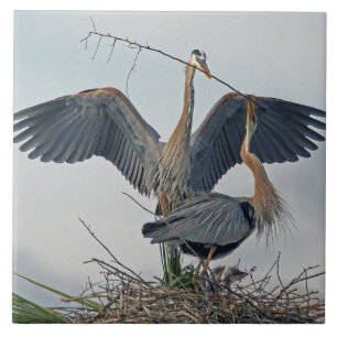 Beautiful Great Blue Heron Family (photo) Ceramic Tile