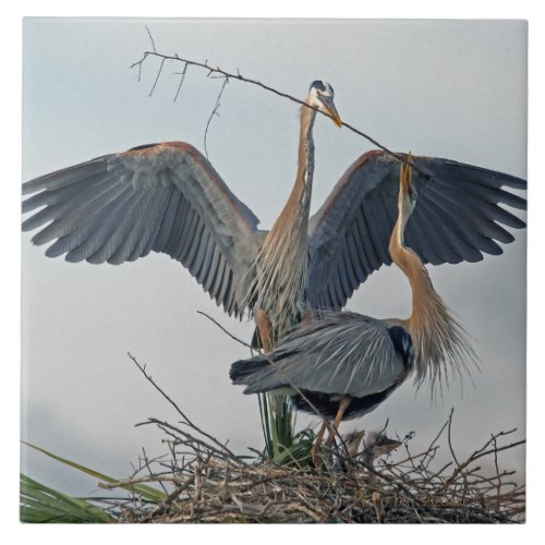 Beautiful Great Blue Heron Family photo Ceramic Tile