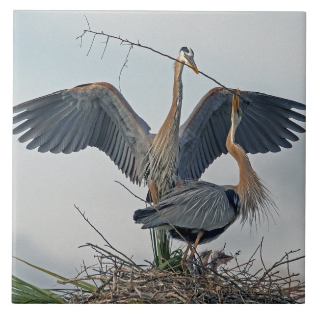 Beautiful Great Blue Heron Family (photo) Ceramic Tile (Front)