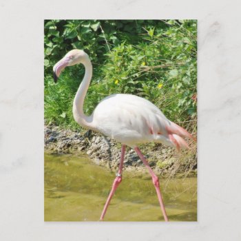 Beautiful Greater Flamingo - Postcard by stdjura at Zazzle