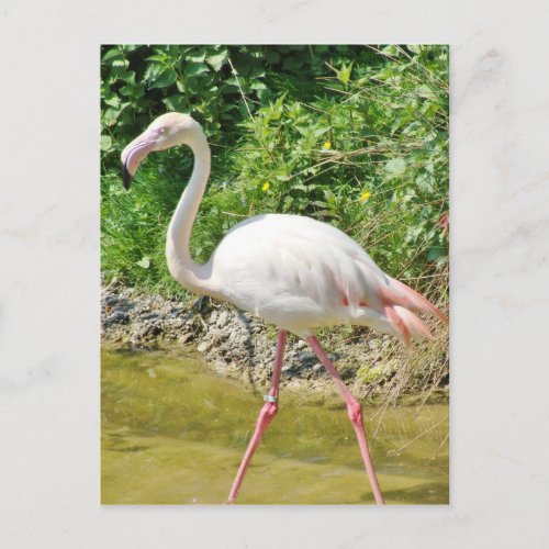 Beautiful Greater Flamingo _ Postcard