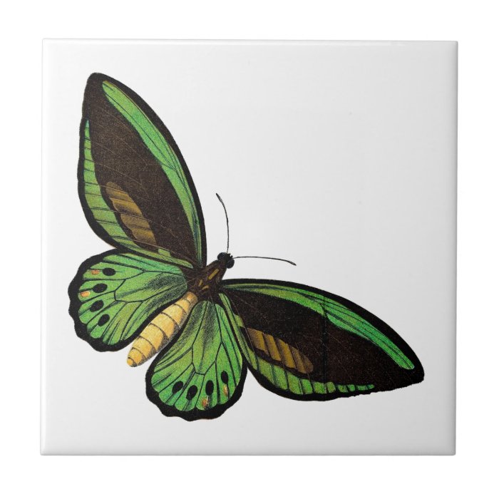 Beautiful Green Butterfly Tiles