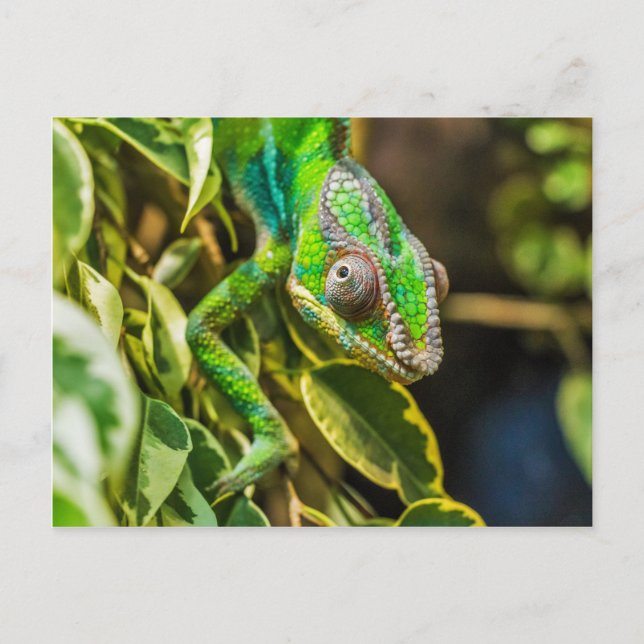 Beautiful green chameleon postcard (Front)