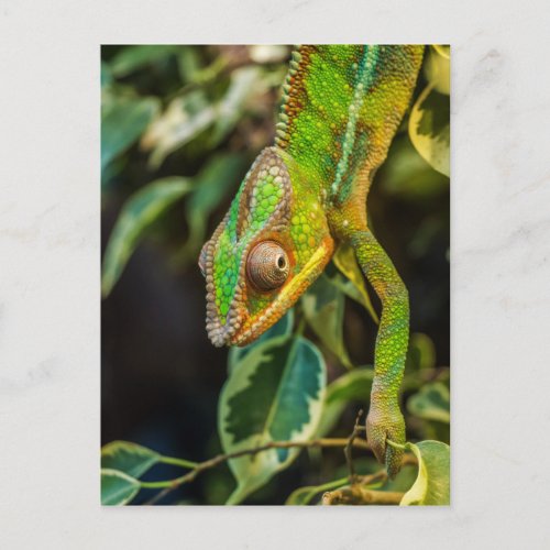 Beautiful green chameleon postcard