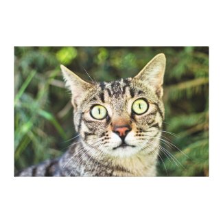 Beautiful green-eyed grey tabby cat close-up