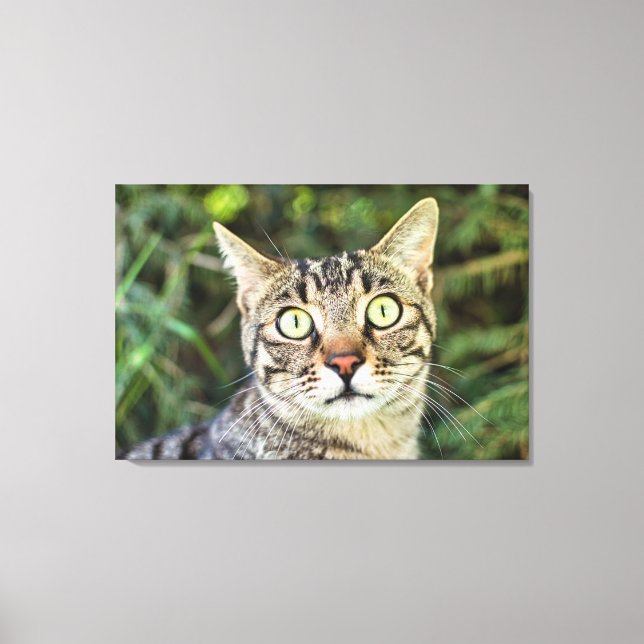 Beautiful green-eyed grey tabby cat close-up canvas print (Front)