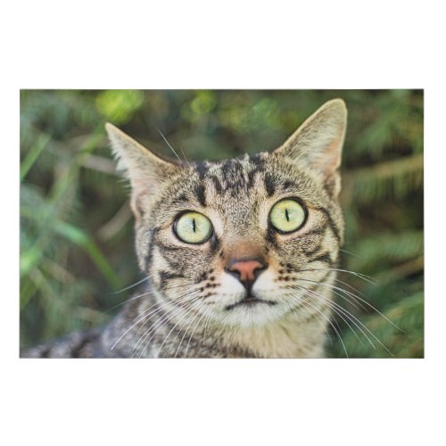 Beautiful green_eyed grey tabby cat close_up faux canvas print