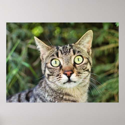 Beautiful green_eyed grey tabby cat close_up poster
