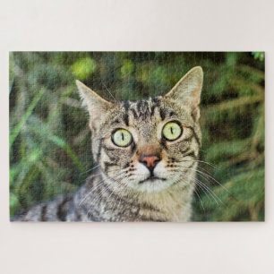Beautiful green-eyed tabby cat close-up jigsaw puzzle