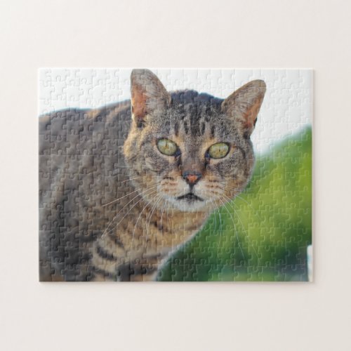 Beautiful Green Eyed Tabby Cat Kitten Portrait Jigsaw Puzzle