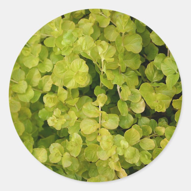Beautiful Green Foliage Classic Round Sticker (Front)