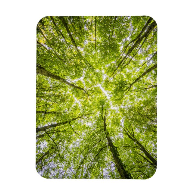Beautiful Green Forest Magnet (Vertical)