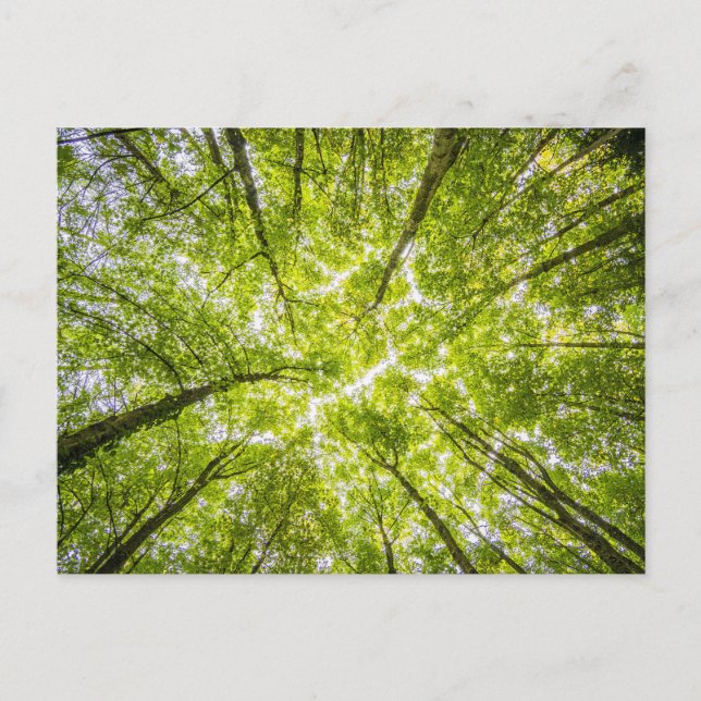 Beautiful Green Forest Postcard (Front)