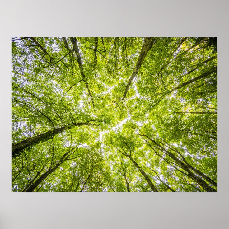 Beautiful Green Forest Poster | Zazzle