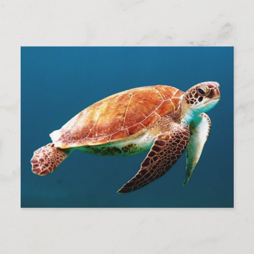 Beautiful Green Sea Turtle Postcard