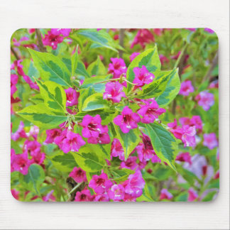 Beautiful Green Weigela with Crimson Flowers Mouse Pad