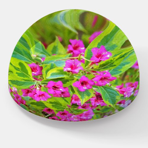 Beautiful Green Weigela with Crimson Flowers Paperweight