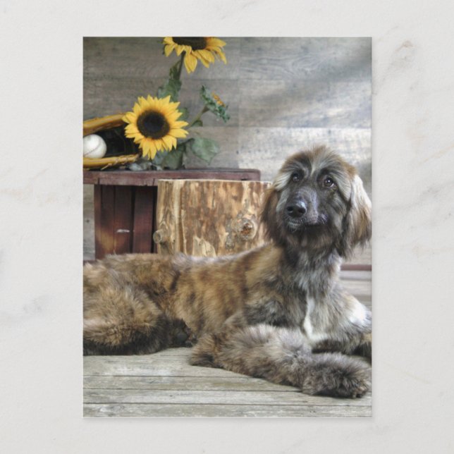 Beautiful Grey Afghan Hound Dog Postcard (Front)