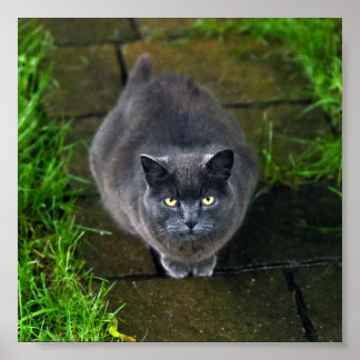 Beautiful Grey Cat Poster
