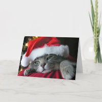 Beautiful Grey Christmas kitty cat Holiday Card