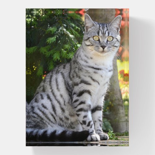 Beautiful Grey Tabby Cat Paperweight
