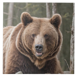 Beautiful Grizzly Bear Portrait Brown Bear 4a Ceramic Tile