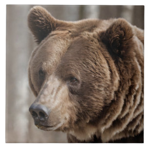 Beautiful Grizzly Bear Portrait Brown Bear Ceramic Tile