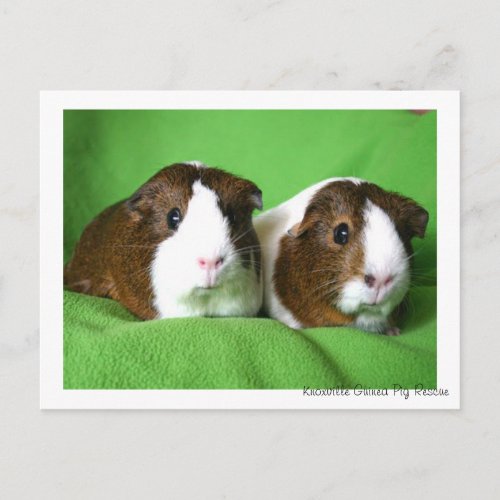 Beautiful Guinea Pig Postcard