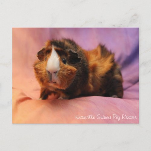 Beautiful Guinea Pig Postcard