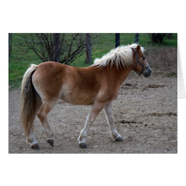 Beautiful Haflinger Cards (Front Horizontal)