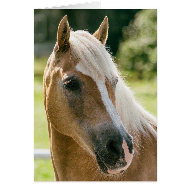 Beautiful haflinger horse portrait cards (Front)