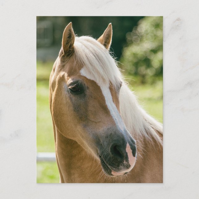 Beautiful haflinger horse portrait postcard (Front)