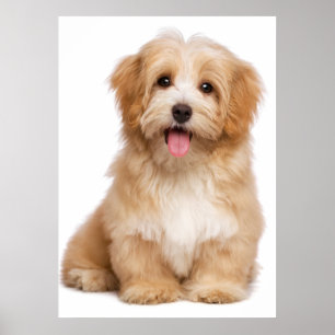 Beautiful happy reddish havanese puppy sitting poster
