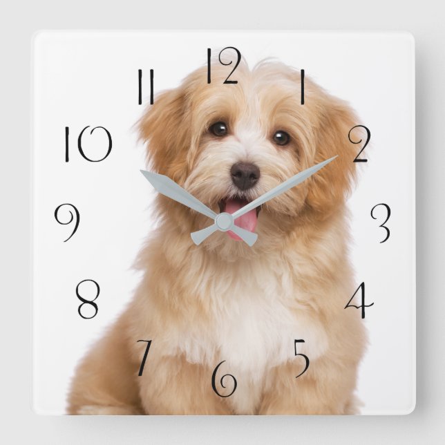 Beautiful happy reddish havanese puppy sitting square wall clock (Front)