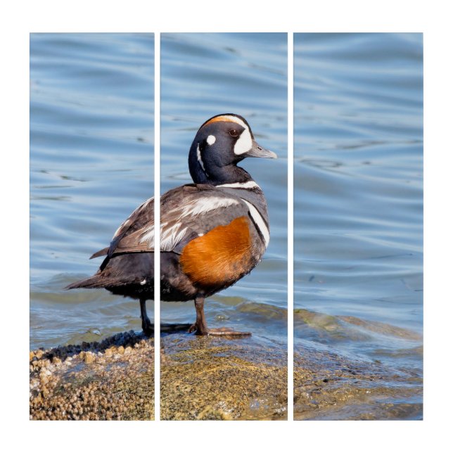 Beautiful Harlequin Duck at the Beach Triptych (Front)